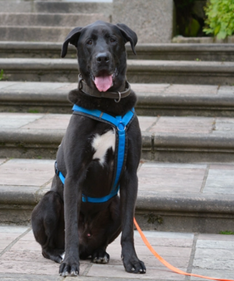 Tierheimhund Schleswig Asgaard