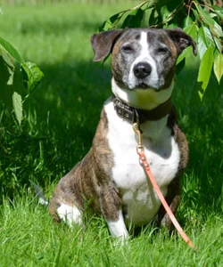 Tierheimhund Schleswig Balou