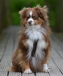 Tierheim Schleswig Hund Frodo