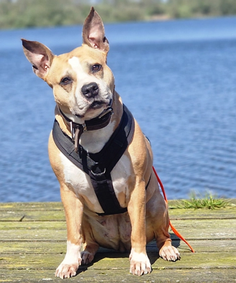 Tierheimhund Schleswig Ida