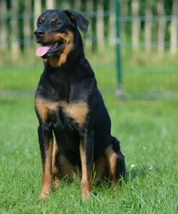 Tierheim Schleswig Hund Lenja