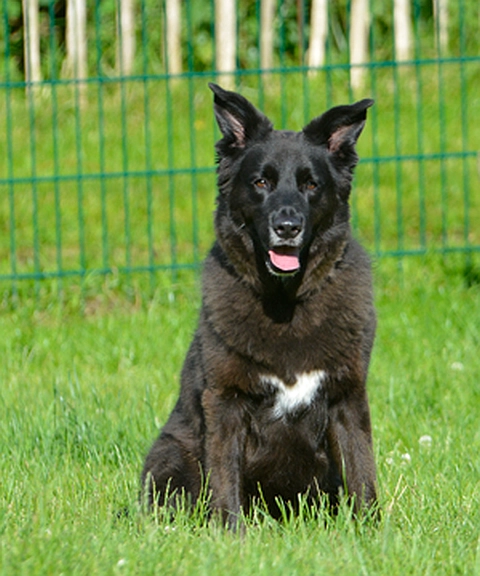 Tierheimhund Schleswig Lucky