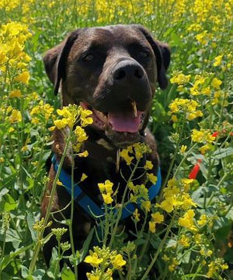 Tierheimhund Schleswig Robbie