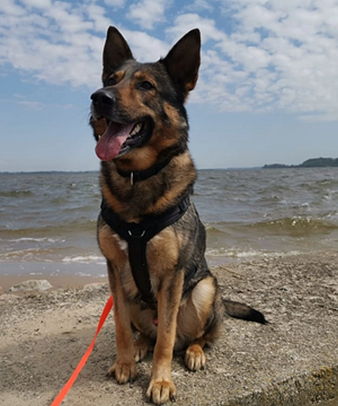 Tierheimhund Schleswig Simon