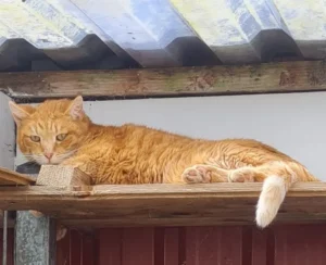 Kater Bob Tierheim Schleswig