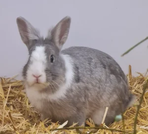 Zwerkaninchen Enna Tierheim Schleswig