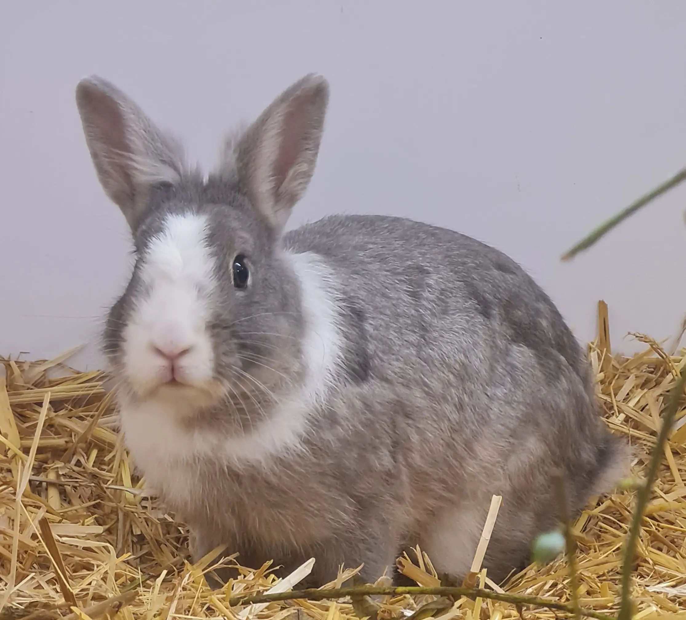 Zwerkaninchen Enna Tierheim Schleswig