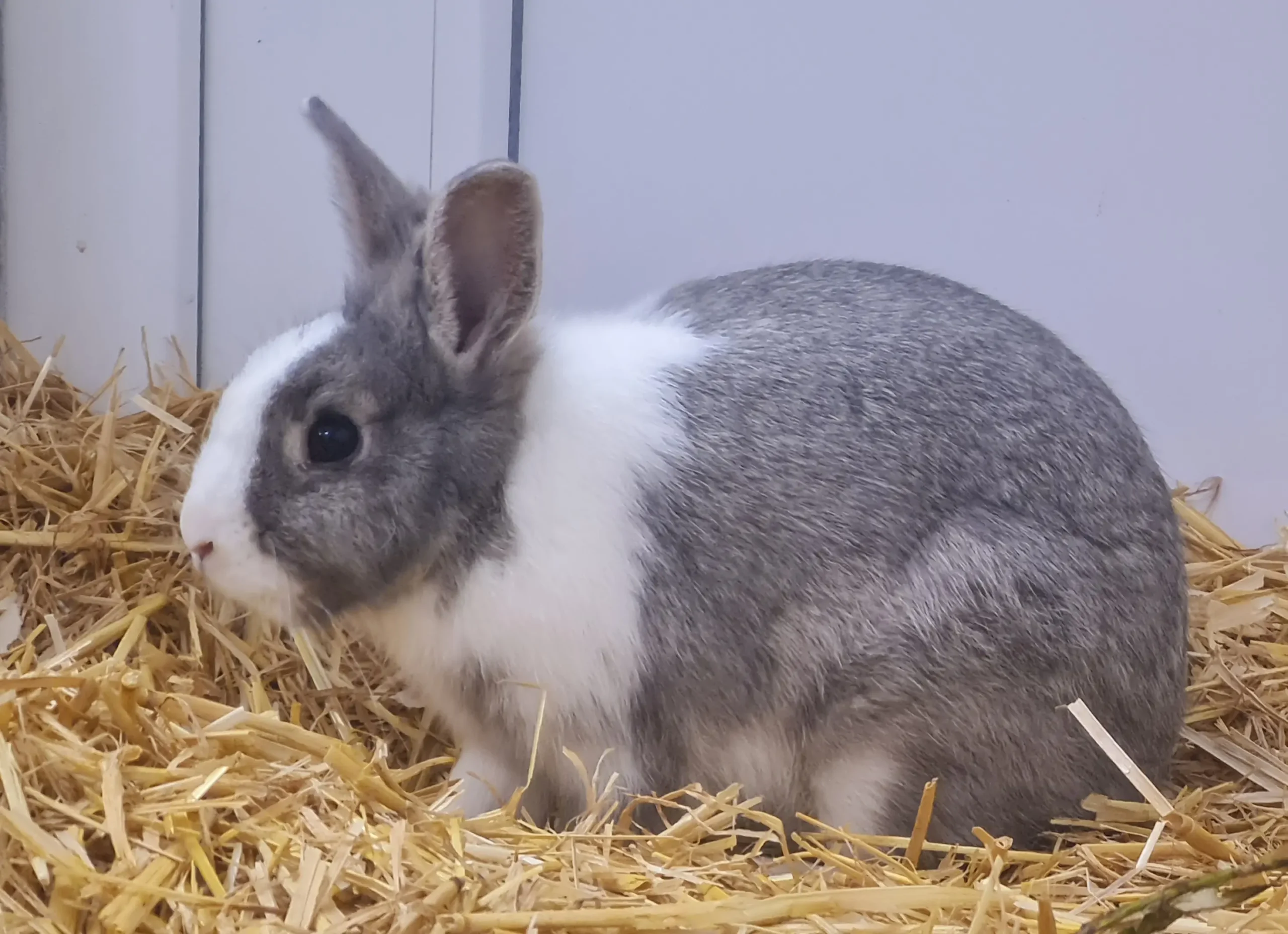 Zwergkaninchen Mina Tierheim Schleswig