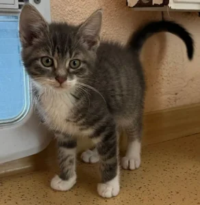 Jungkater Enne Tierheim Schleswig