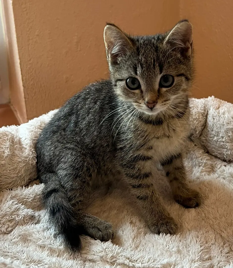 Jungkater Ole Tierheim Schleswig