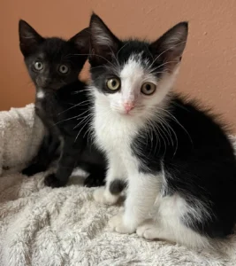 Jungkatzen Rian und Levi Tierheim Schleswig