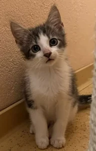 Jungkater Yori Tierheim Schleswig