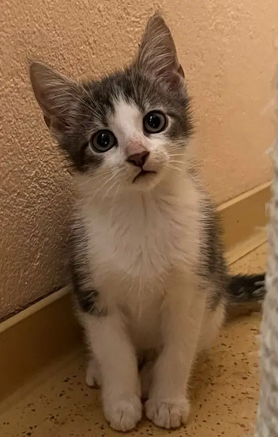 Jungkater Yori Tierheim Schleswig