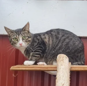 Kater Kovu Tierheim Schleswig