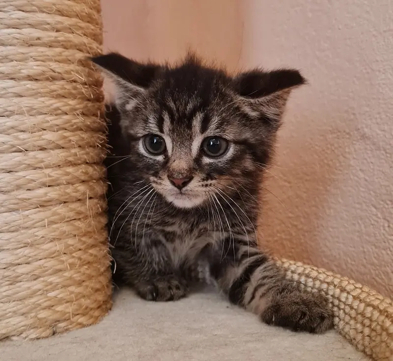 Katze Luisa Tierheim Schleswig