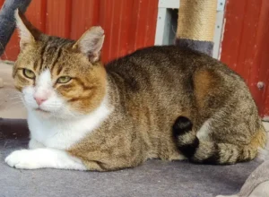 Kater Diego Tierheim Schleswig