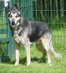 Hund Jasper Tierheim Schleswig