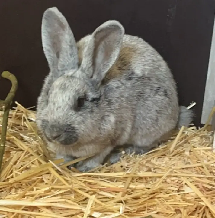 Kaninchen Serafina Tierheim Schleswig