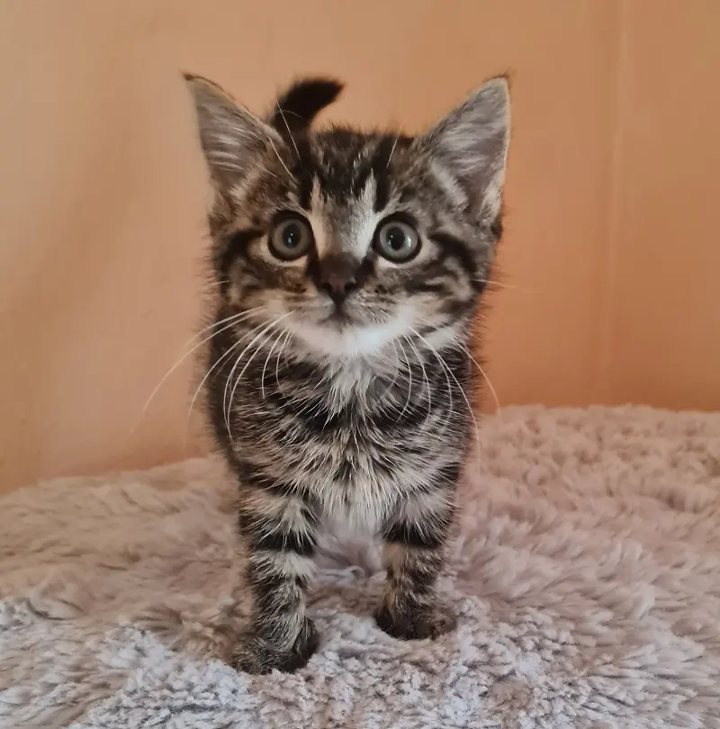 Kitten Dorie Tierheim Schleswig