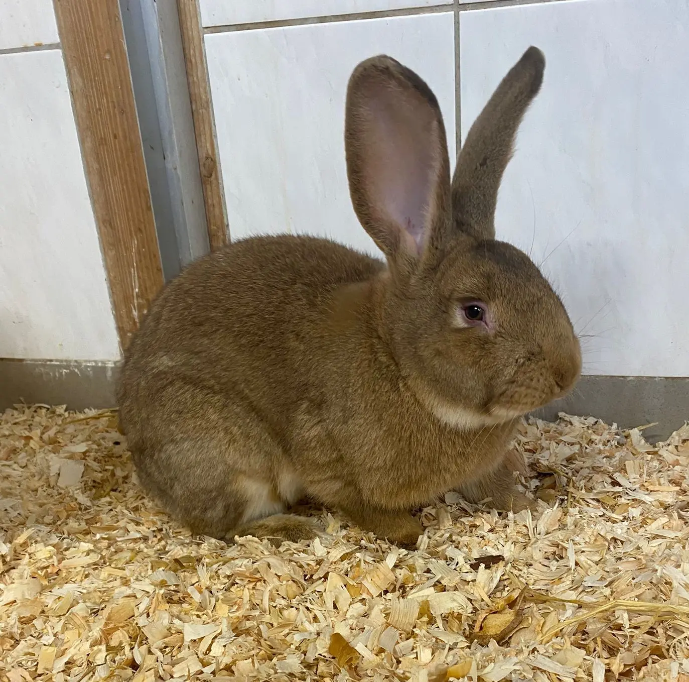 Kaninchen Jerry Tierheim Schleswig