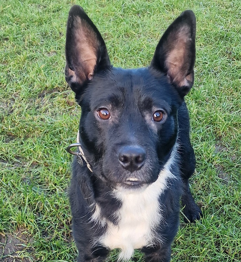 Hund Parker Tierheim Schleswig