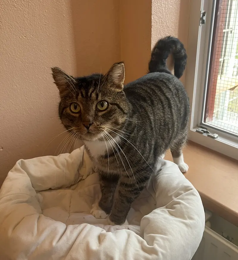 Kater Otto Tierheim Schleswig