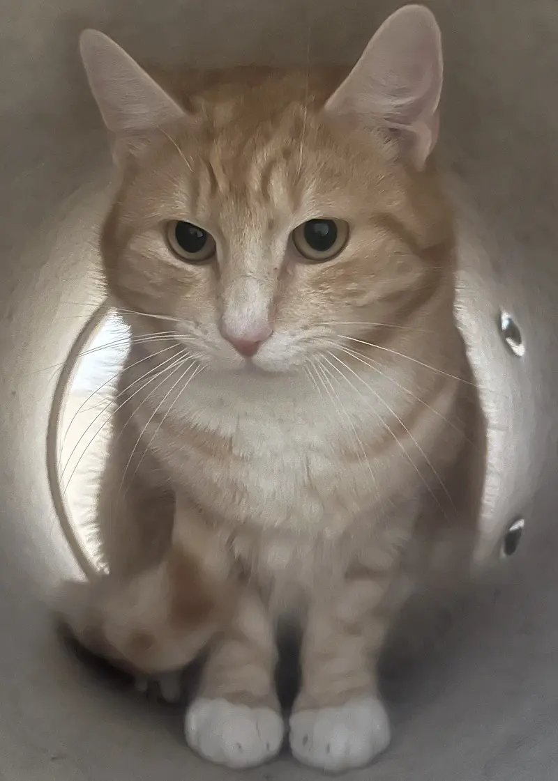 Kater Ben Tierheim Schleswig