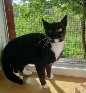 Fundkatze Owschlag Tierheim Schleswig