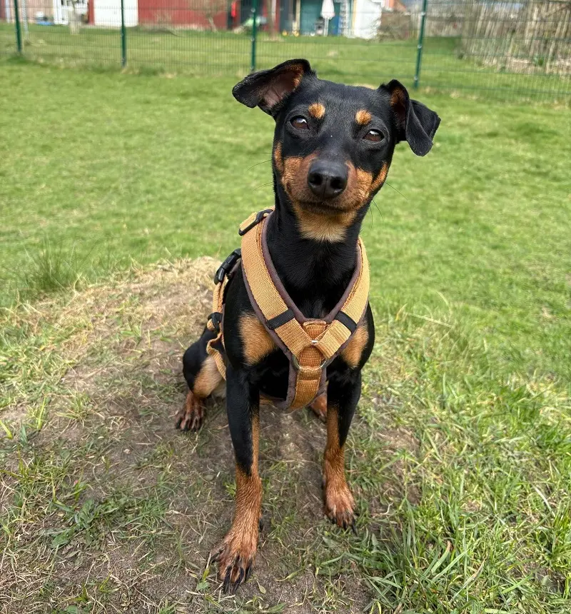 Rehpinscher Lilly Tierheim Schleswig