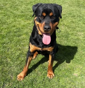 Rottweiler Pablo Tierheim Schleswig