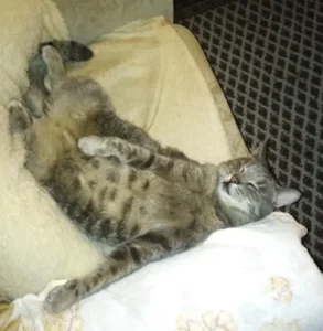 Kater Charly