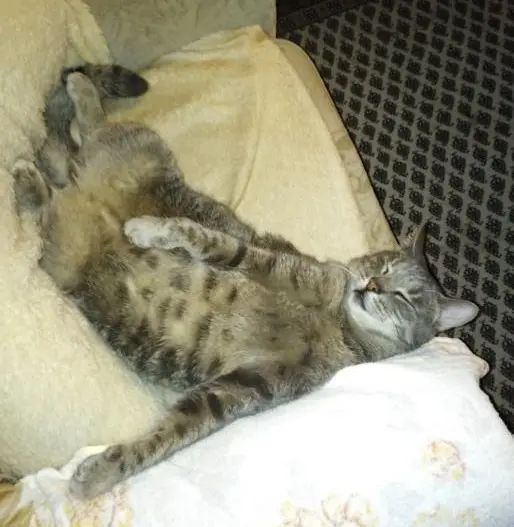 Kater Charly