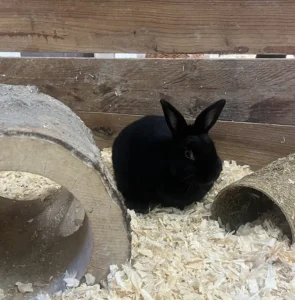 Zwergkaninchen Moja Tierheim Schleswig