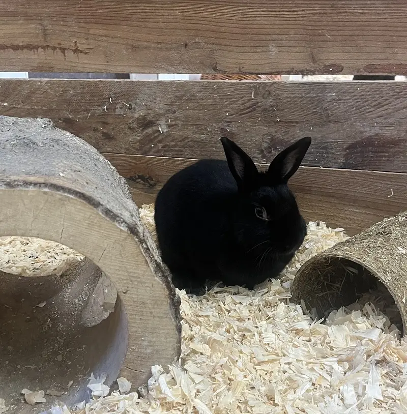 Zwergkaninchen Moja Tierheim Schleswig