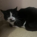 Kater Otti Tierheim Schleswig