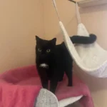 Katze TIla Tierheim Schleswig