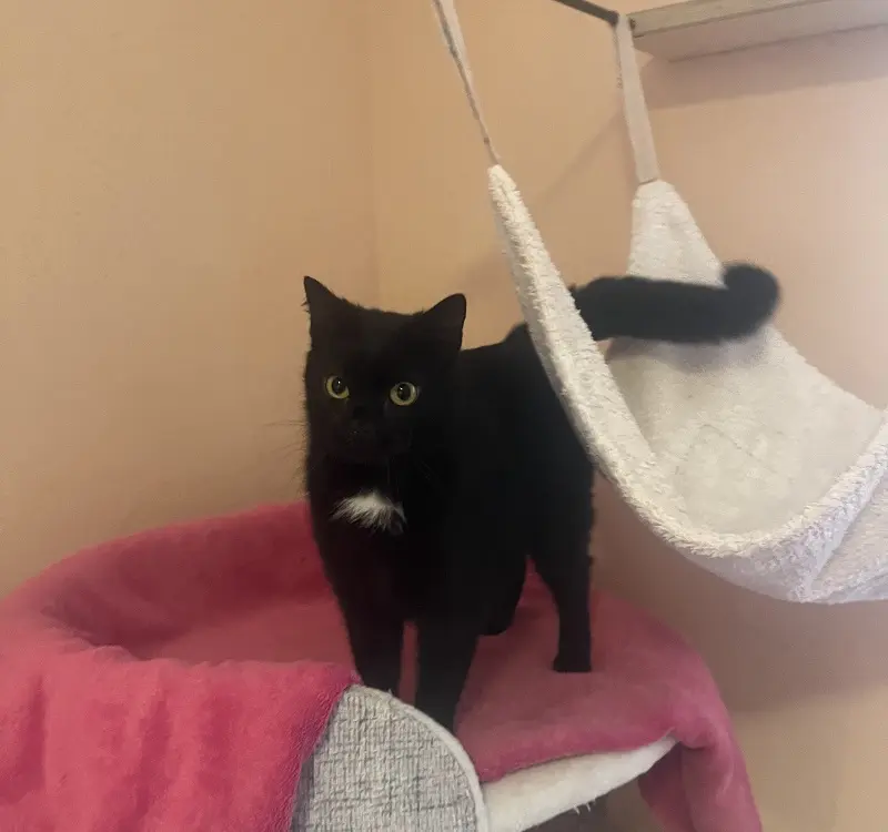 Katze TIla Tierheim Schleswig