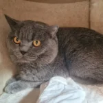 Kater Bubi Tierheim Schleswig
