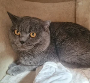 Kater Bubi Tierheim Schleswig