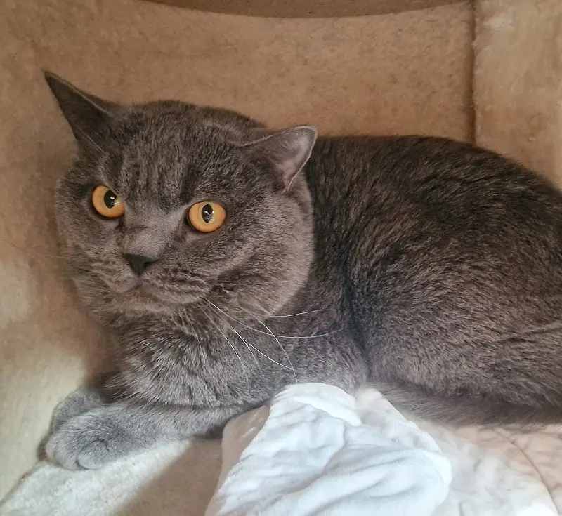 Kater Bubi Tierheim Schleswig
