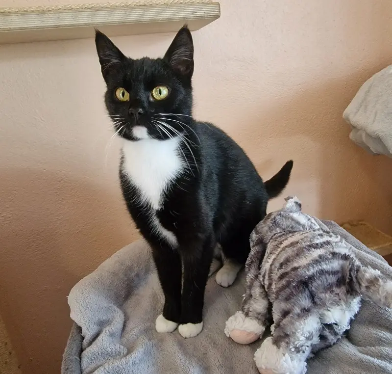 Katze Lilo Tierheim Schleswig