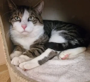 Kater Maurice Tierheim Schleswig