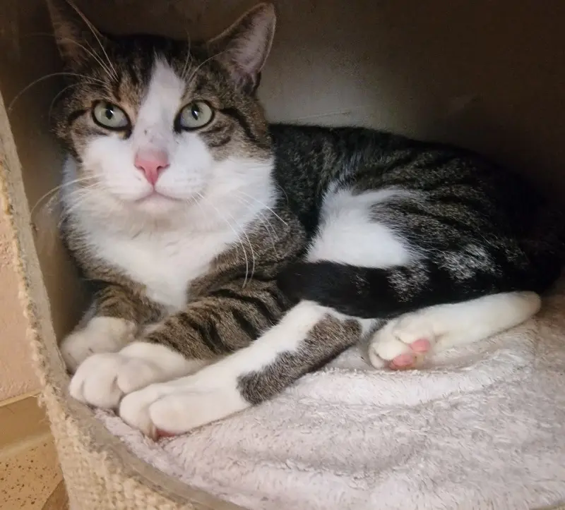 Kater Maurice Tierheim Schleswig