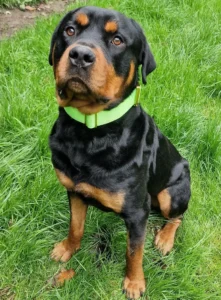 Rottweiler Pablo Tierheim Schleswig