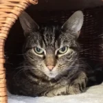 Katze Dana Tierheim Schleswig