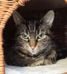 Katze Dana Tierheim Schleswig