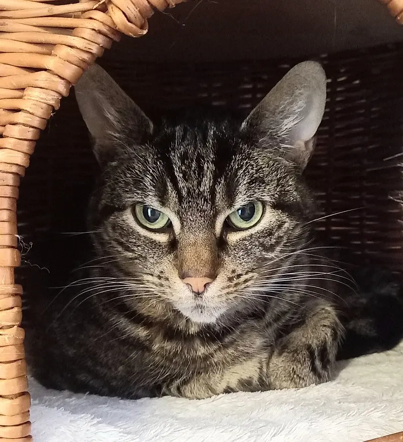 Katze Dana Tierheim Schleswig
