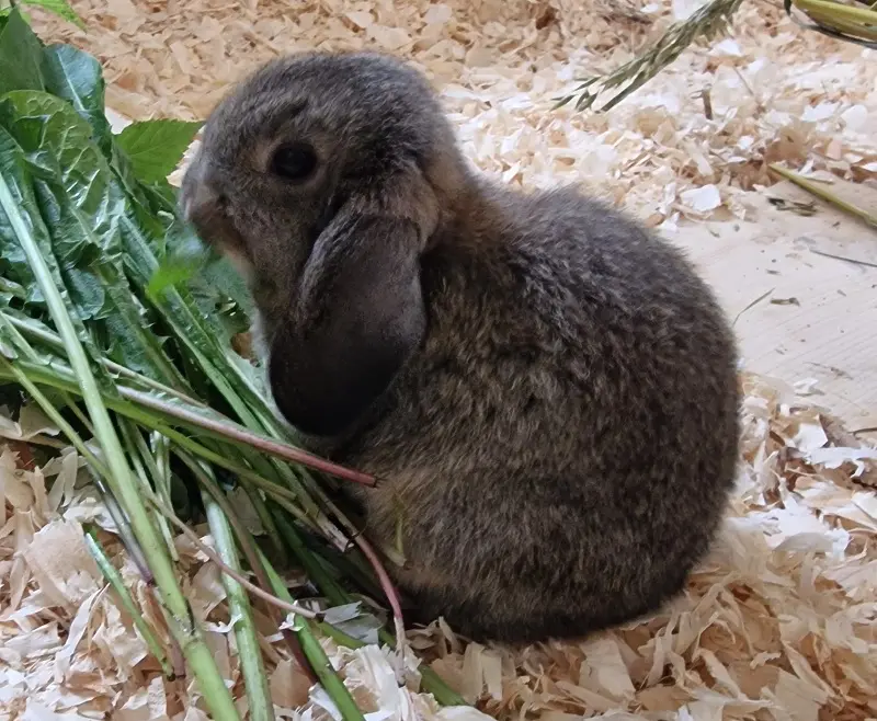 Kaninchen Erika Tierheim Schleswig