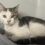 Fundkater Tierheim Schleswig