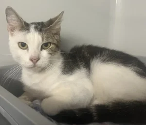 Fundkater Tierheim Schleswig